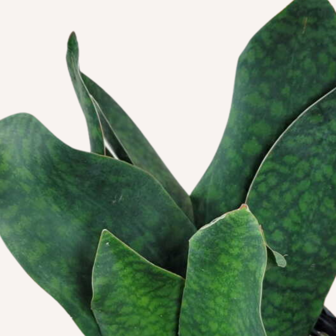 Sansevieria masoniana - Whale Fin Snake Plant