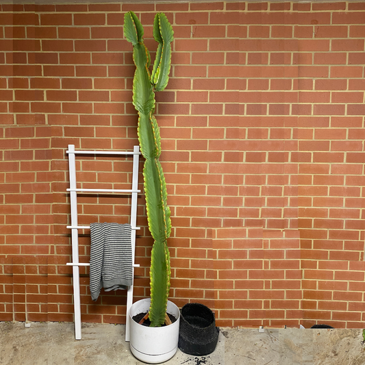Euphorbia ingens - Candelabra Cactus - Le Botanist