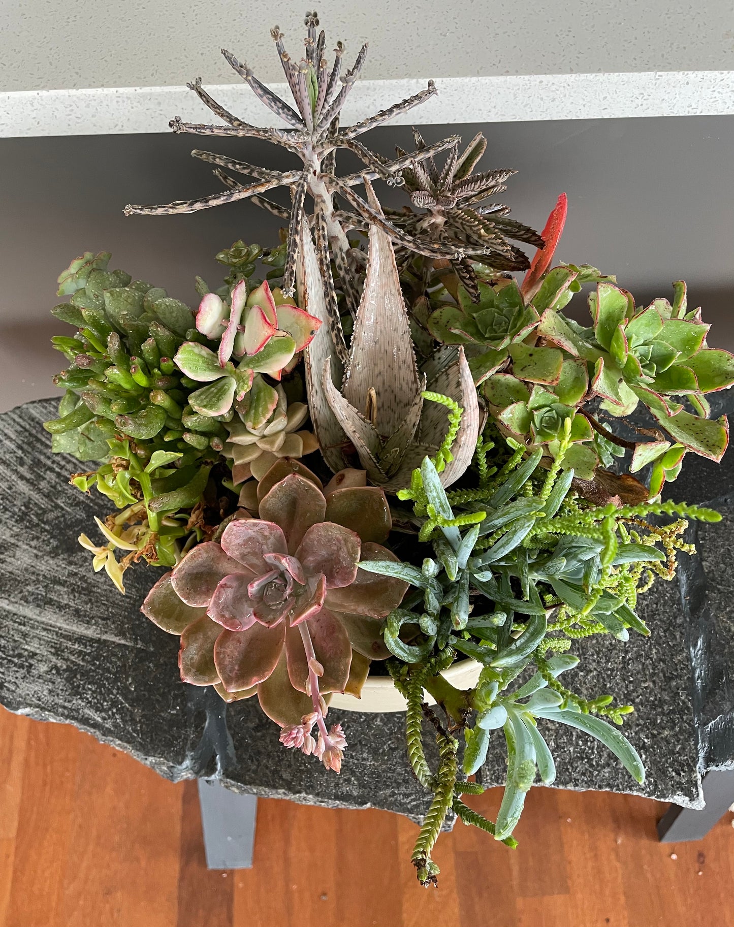 The Flora - Succulent Bowl - Le Botanist