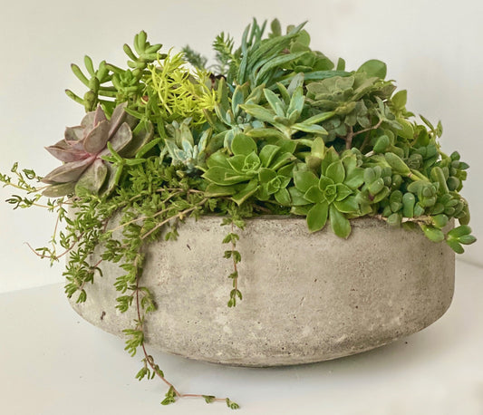 one in a melon - Always Greener