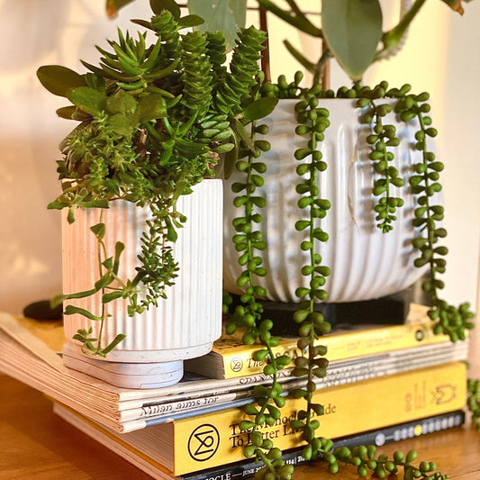 Sweet chive of mine - Always Greener