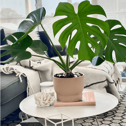 Monstera deliciosa - Fruit salad plant - Always Greener
