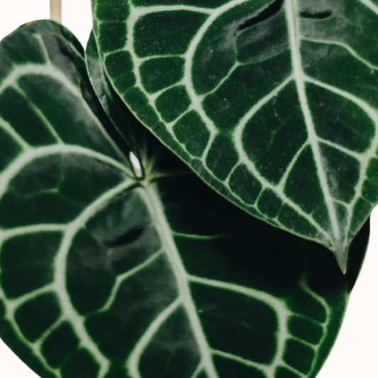 Anthurium clarinervium