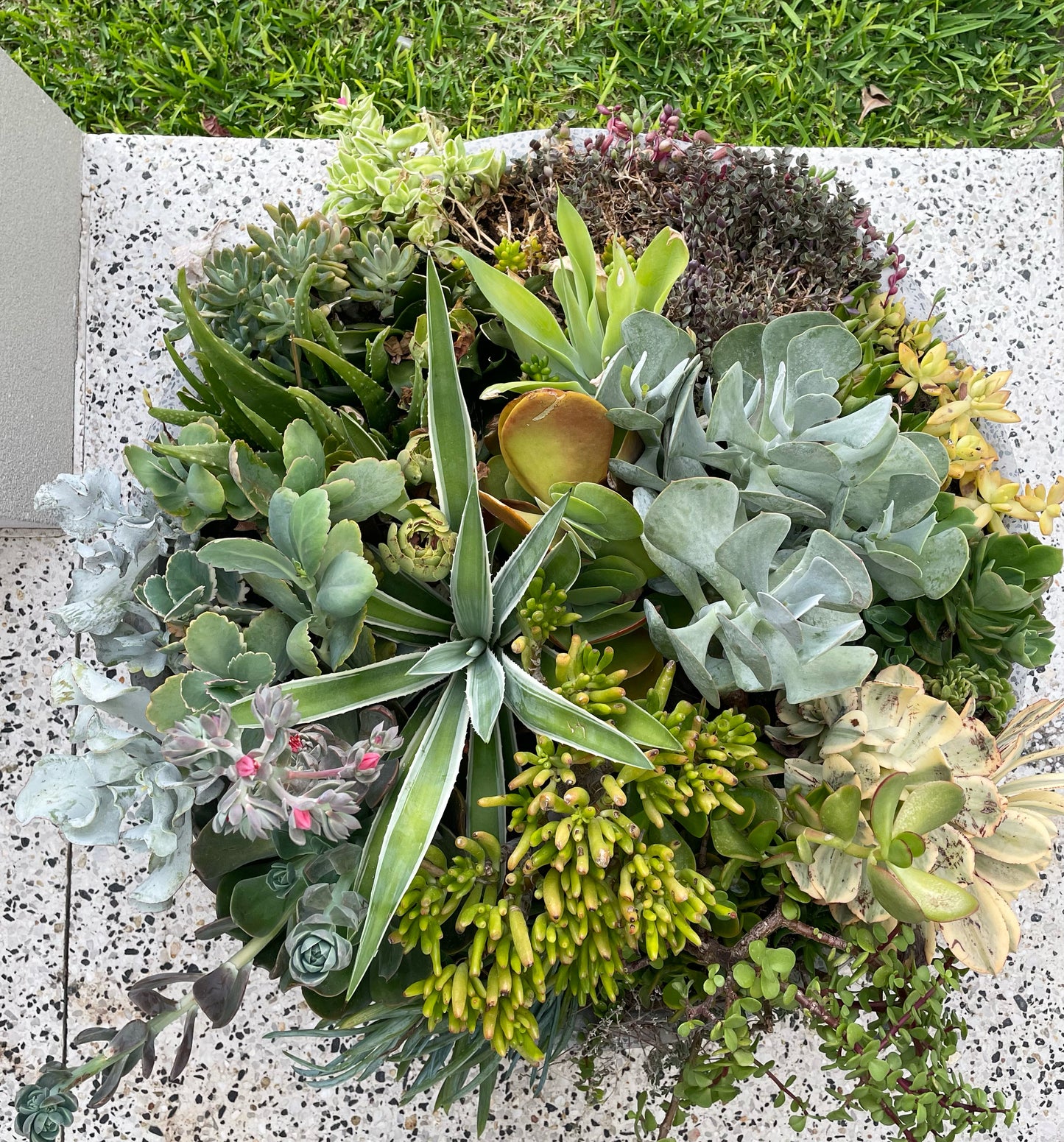 The Statement - Extra Large Succulent Bowl - Le Botanist