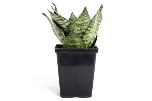 Sansevieria trifasciata - Dwarf Mother-in-law's tongue (Hahnii) - Le Botanist
