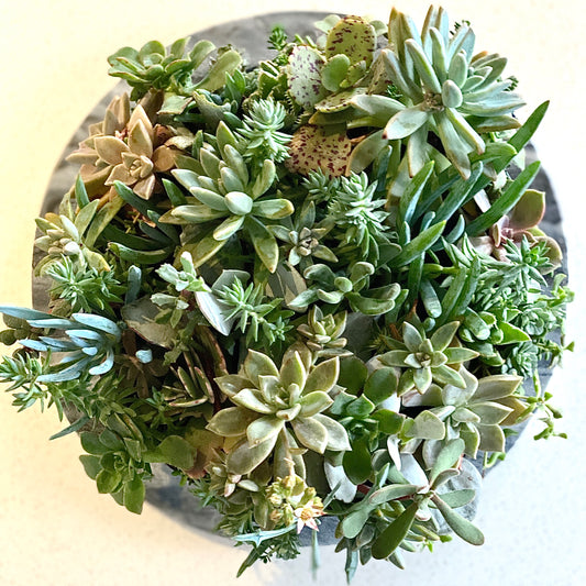 The Petal - Le Botanist