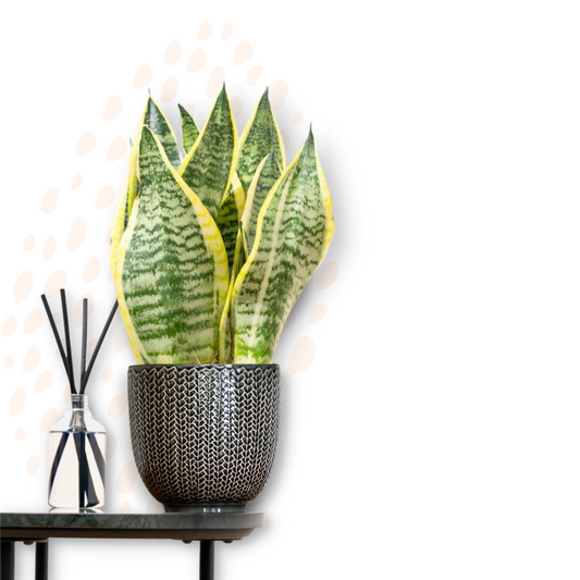 Sansevieria trifasciata 'Futura Superba' - Mother-in-law's tongue