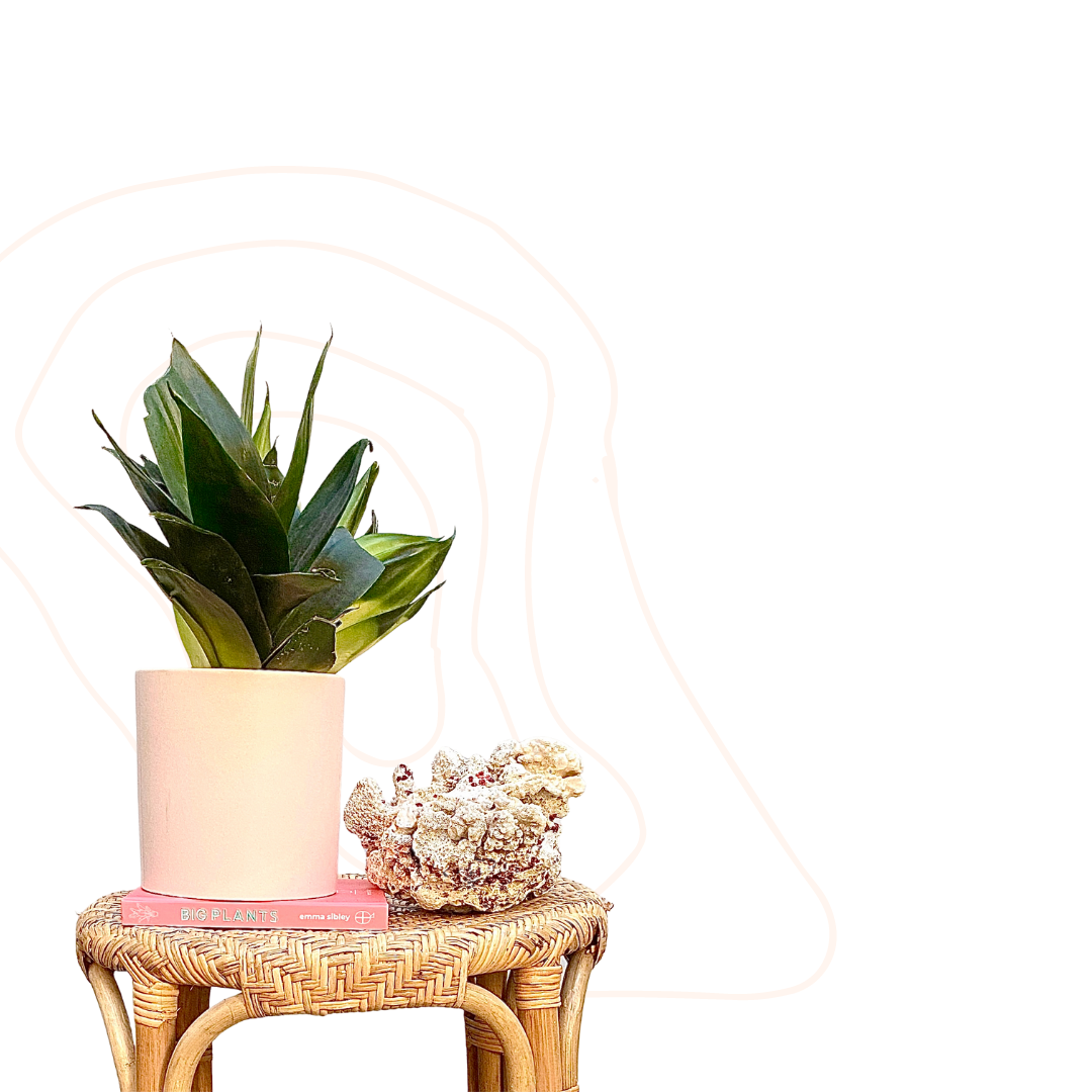 Sansevieria trifasciata 'Jade Hahnii' - Dwarf Mother-in-law's tongue | Black Dragon Snake Plant