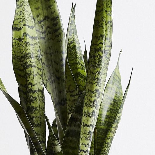Sansevieria trifasciata - Mother-in-law's tongue (Futura Robusta) - Le Botanist