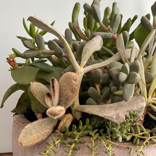 the stone series - Always Greener