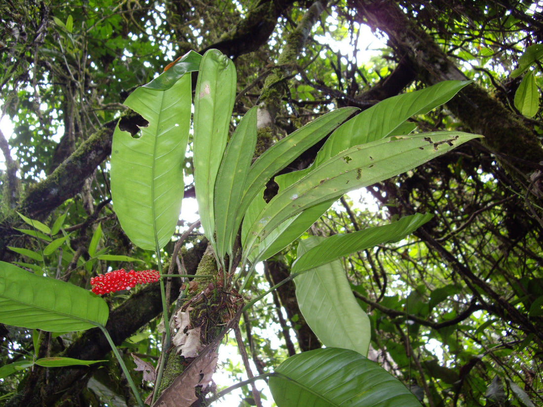 Anthurium bakeri