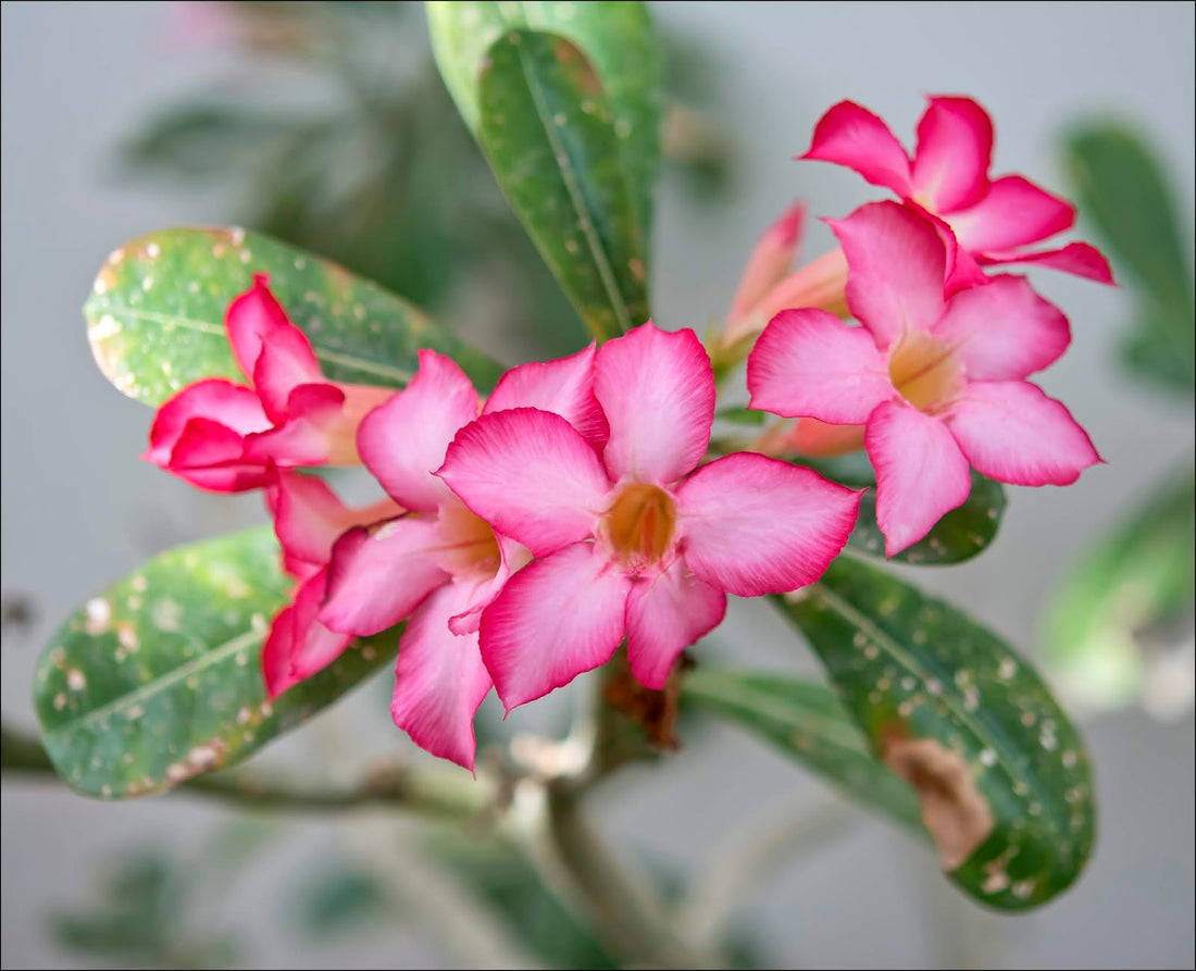 Adenium obesum