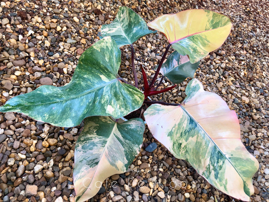 How can I make my Philodendron Strawberry shake more variegated?