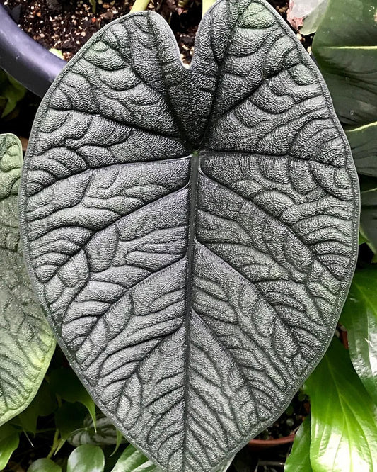 Alocasia melo