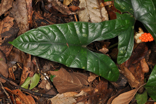 Alocasia heterophylla