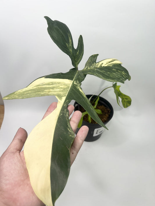 How can I make money by growing Philodendron Florida Beauty?