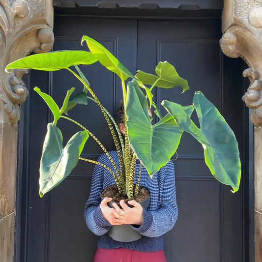 Alocasia zebrina