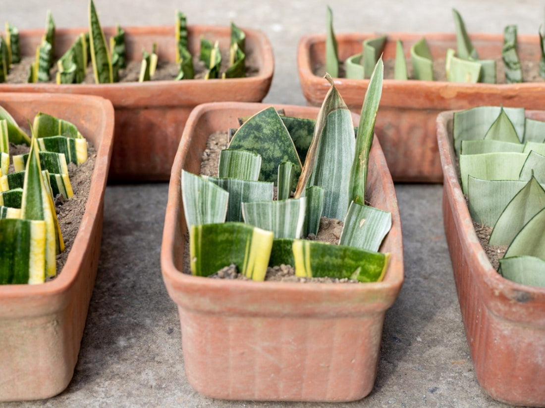 The Ultimate Guide to Propagating Sansevieria Successfully From Leaf Cuttings