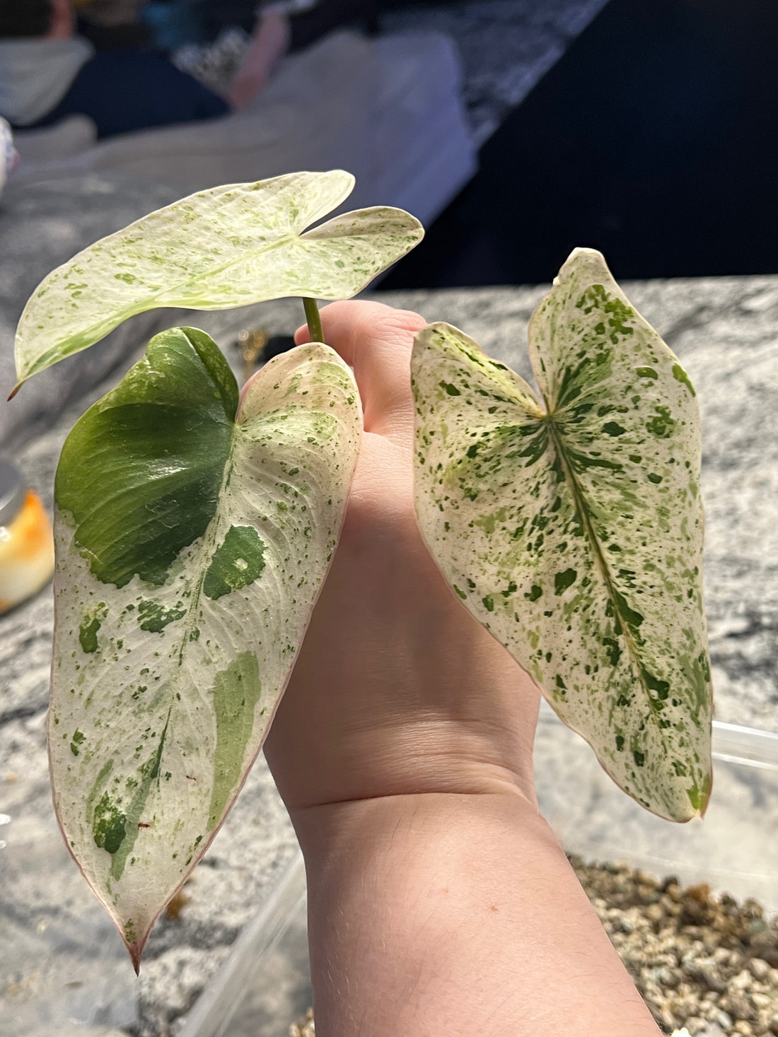 How can I make money by growing Philodendron ilsemanii?