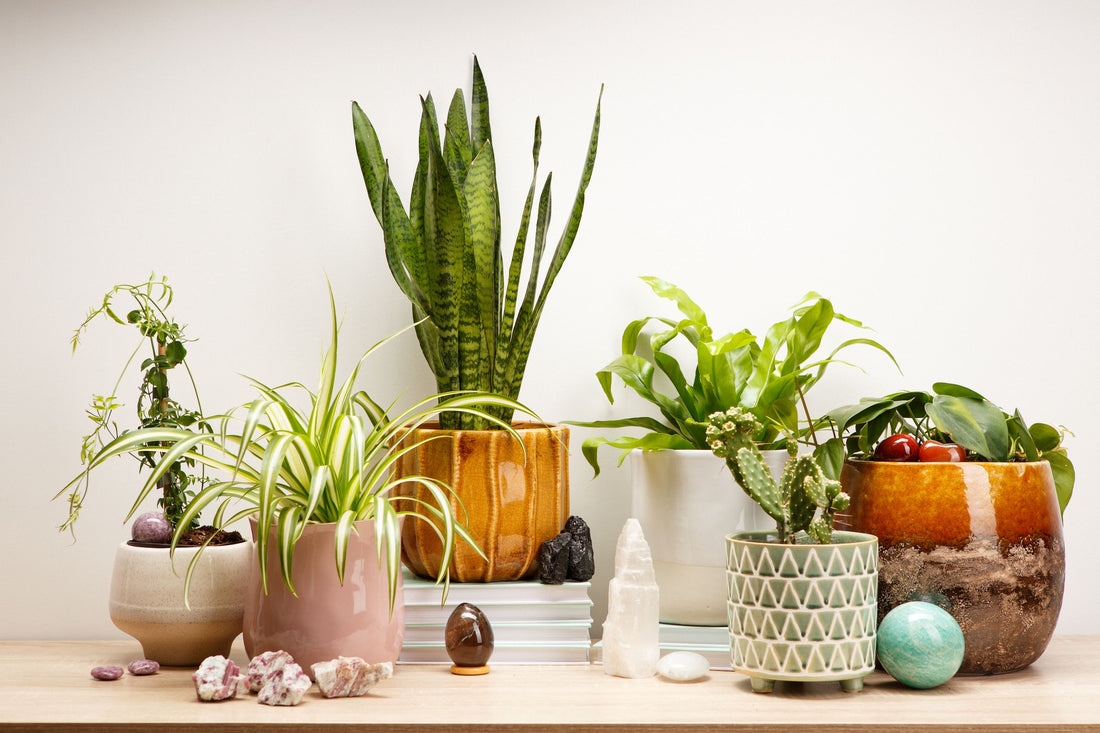 Pairing Crystals and Plants To Enhance Their Positive Energies