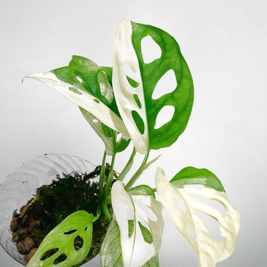 How can I make my Variegated Monstera adansonii more white?