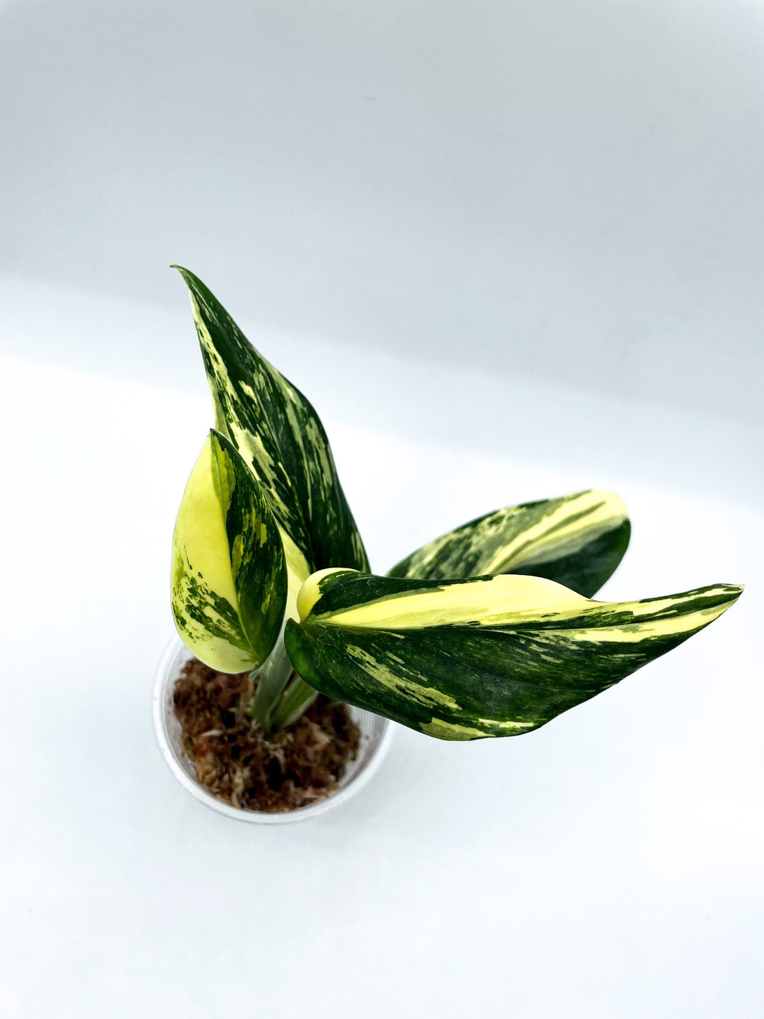 Why are Monstera standleyana aurea so expensive but worth it?