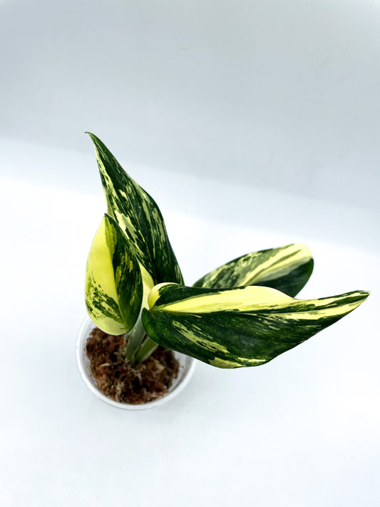 How can I make my Monstera standleyana aurea more variegated?