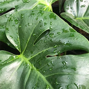 How to care for Monstera deliciosa - Fruit Salad Plant