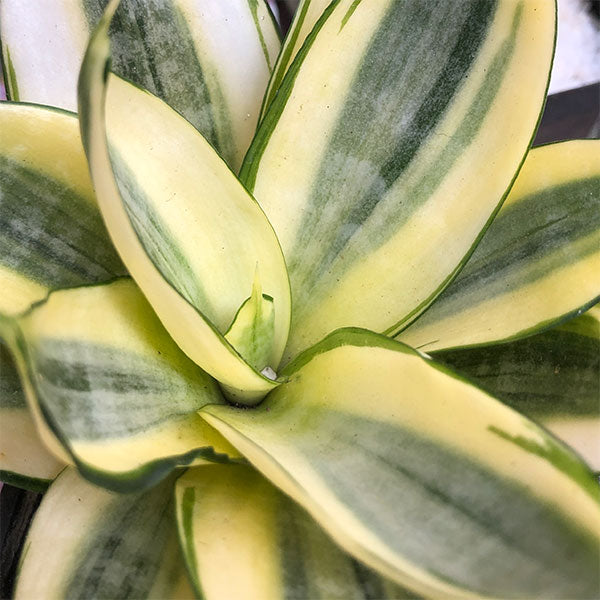 How to care for Sanseviera hahnii - Dwarf Mother-in-law's Tongue