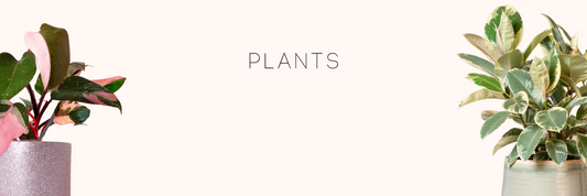 Plants