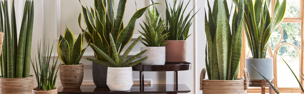 Sansevieria Mother-in-Law's Tongue Le Botanist