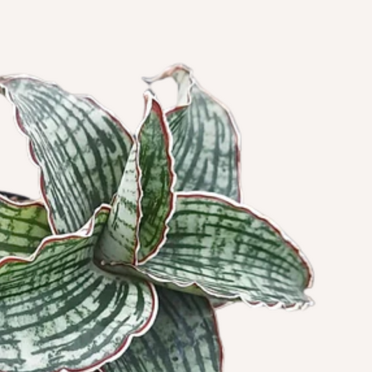 Sansevieria trifasciata 'Cleopatra' - Mother-in-law's tongue