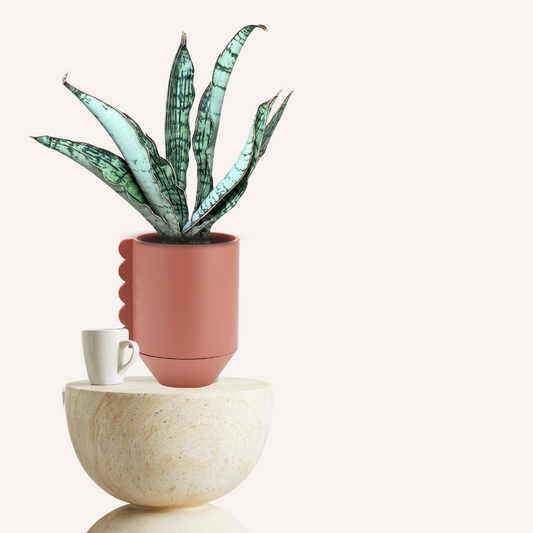 Sansevieria trifasciata 'Cleopatra' - Mother-in-law's tongue