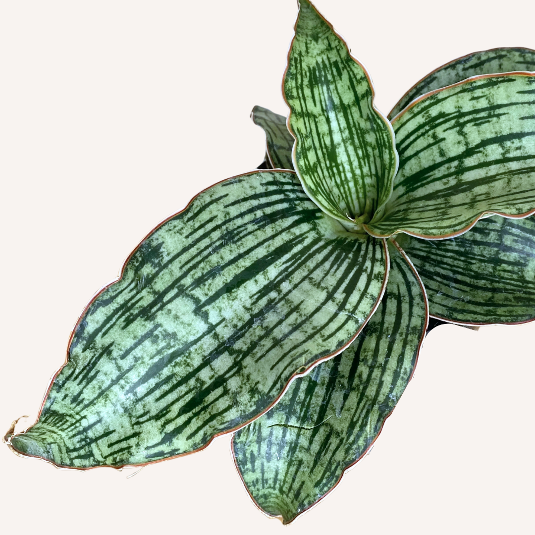 Sansevieria trifasciata 'Cleopatra' - Mother-in-law's tongue