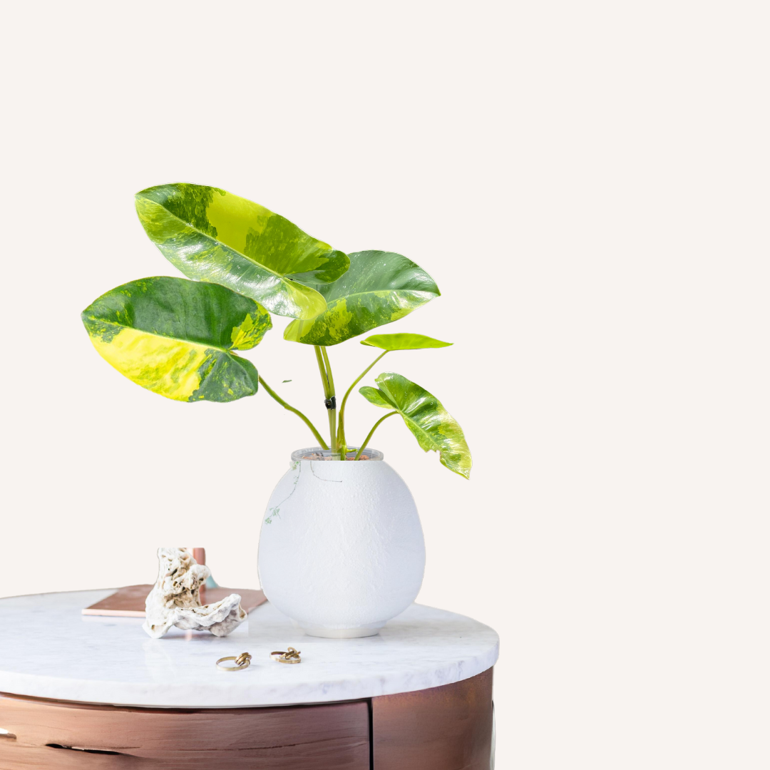 Variegated Philodendron Burle Marx