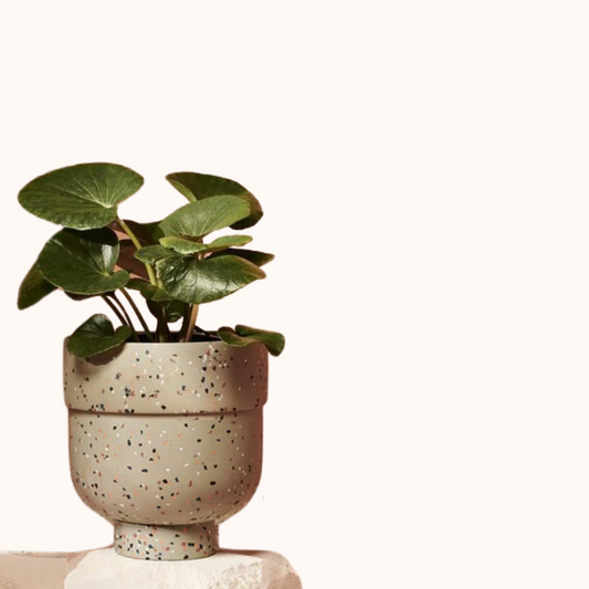 Large Resin Terrazzo Pot and Saucer