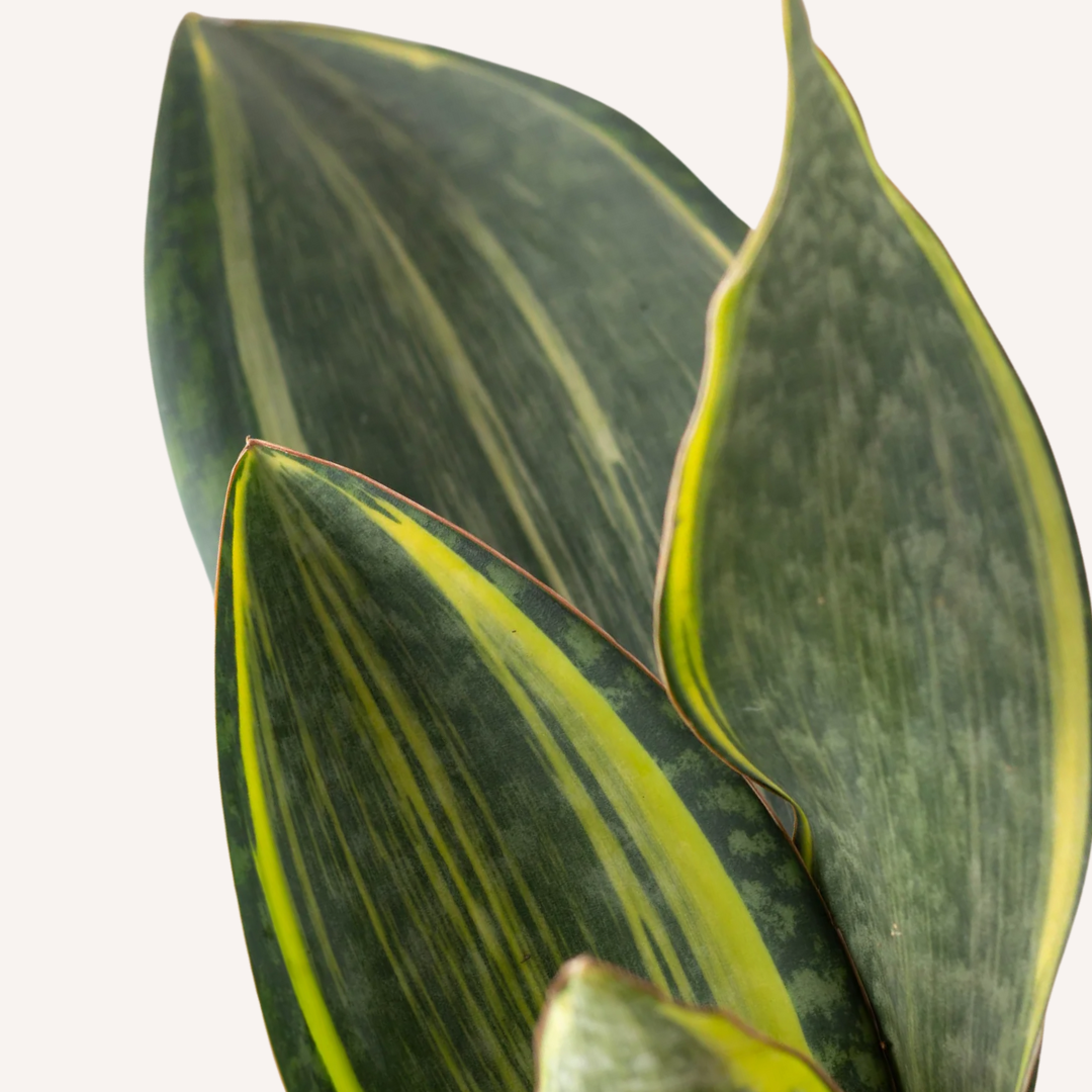 Sansevieria masoniana - Variegated Whale Fin Snake Plant