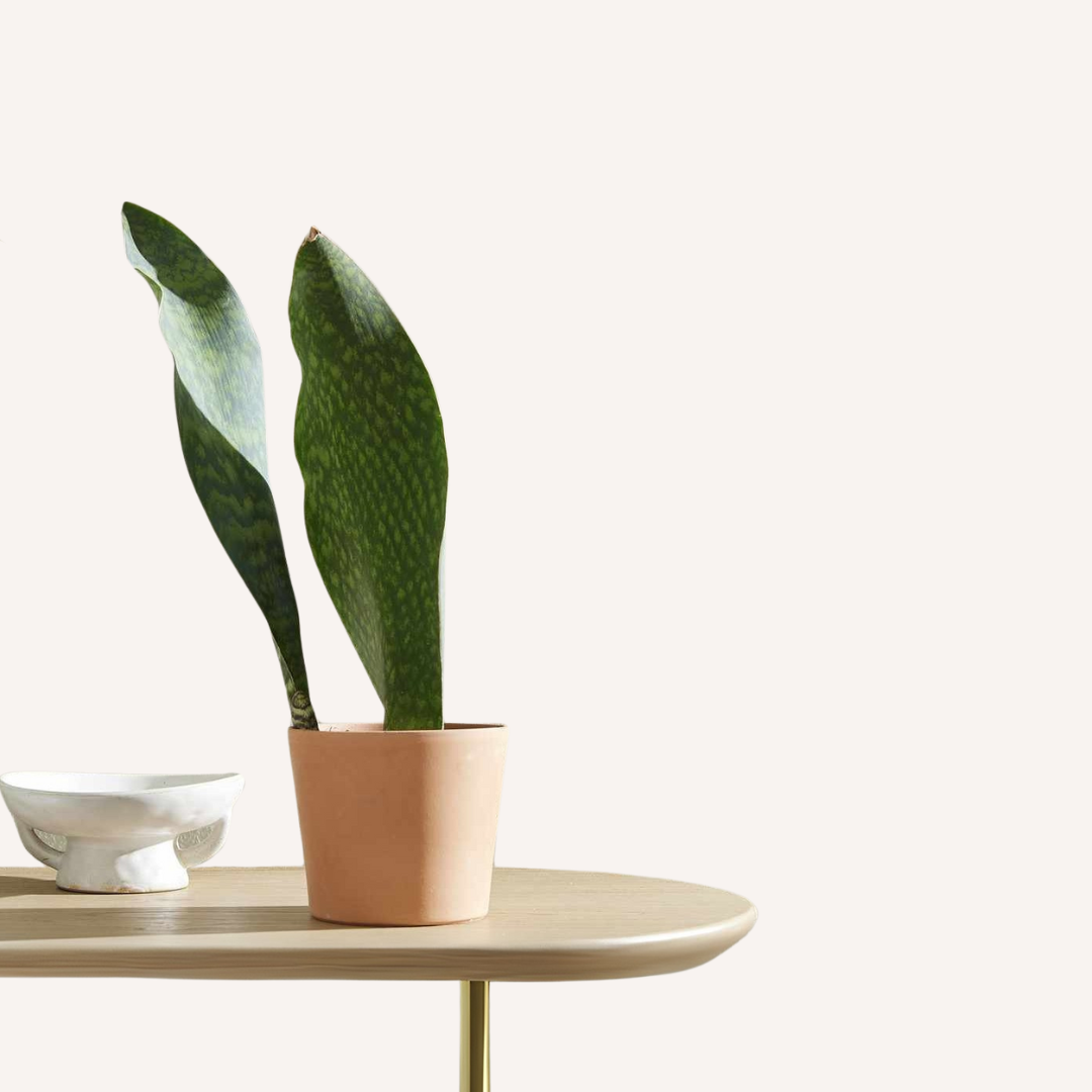 Sansevieria masoniana - Whale Fin Snake Plant