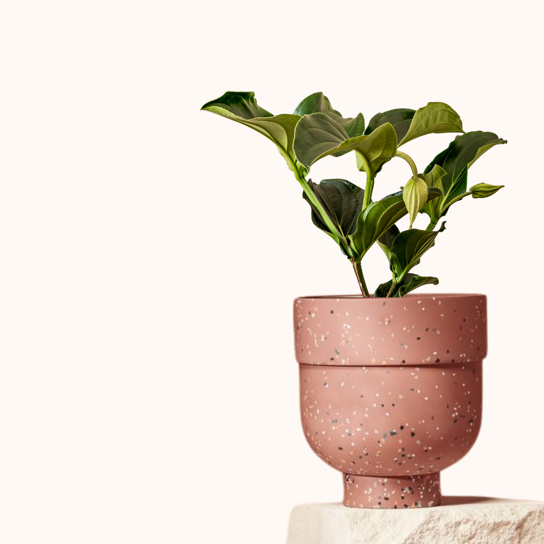 Large Resin Terrazzo Pot and Saucer