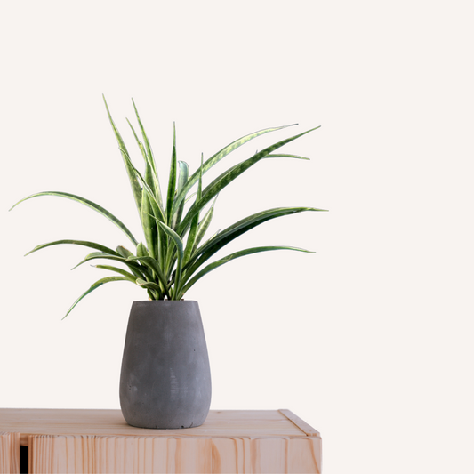 Sansevieria parva  - Kenya Hyacinth Snake Plant