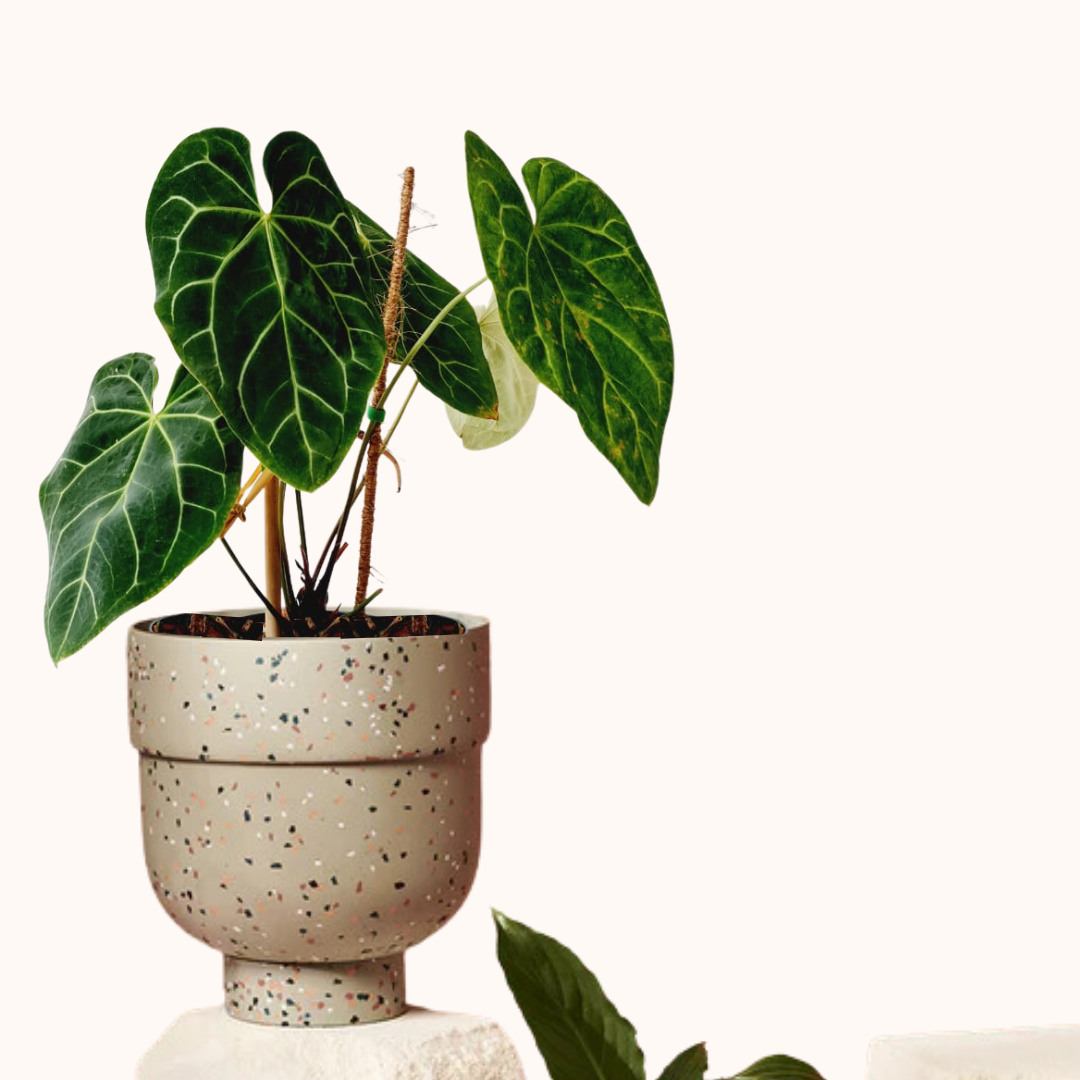 Large Resin Terrazzo Pot and Saucer