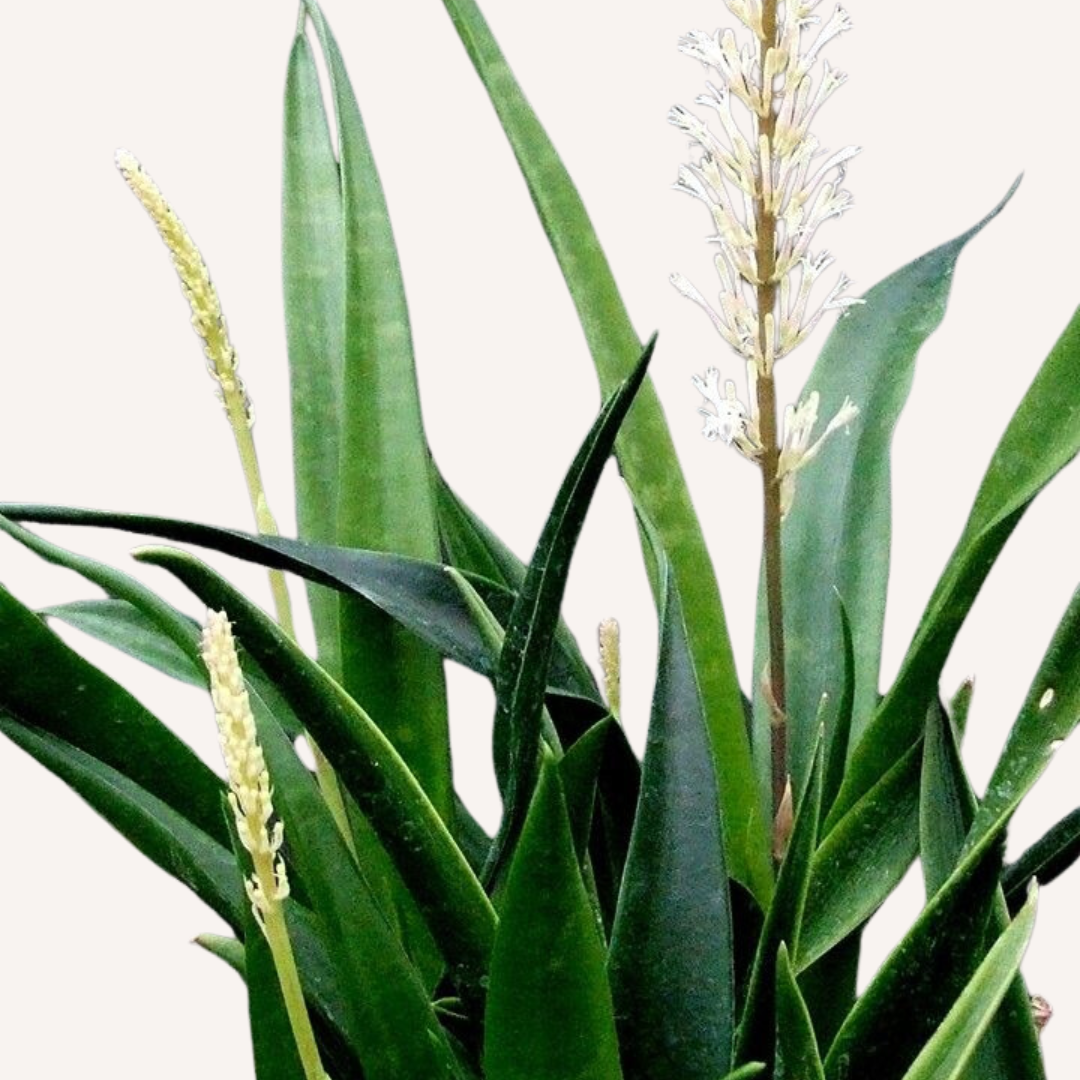 Sansevieria parva  - Kenya Hyacinth Snake Plant