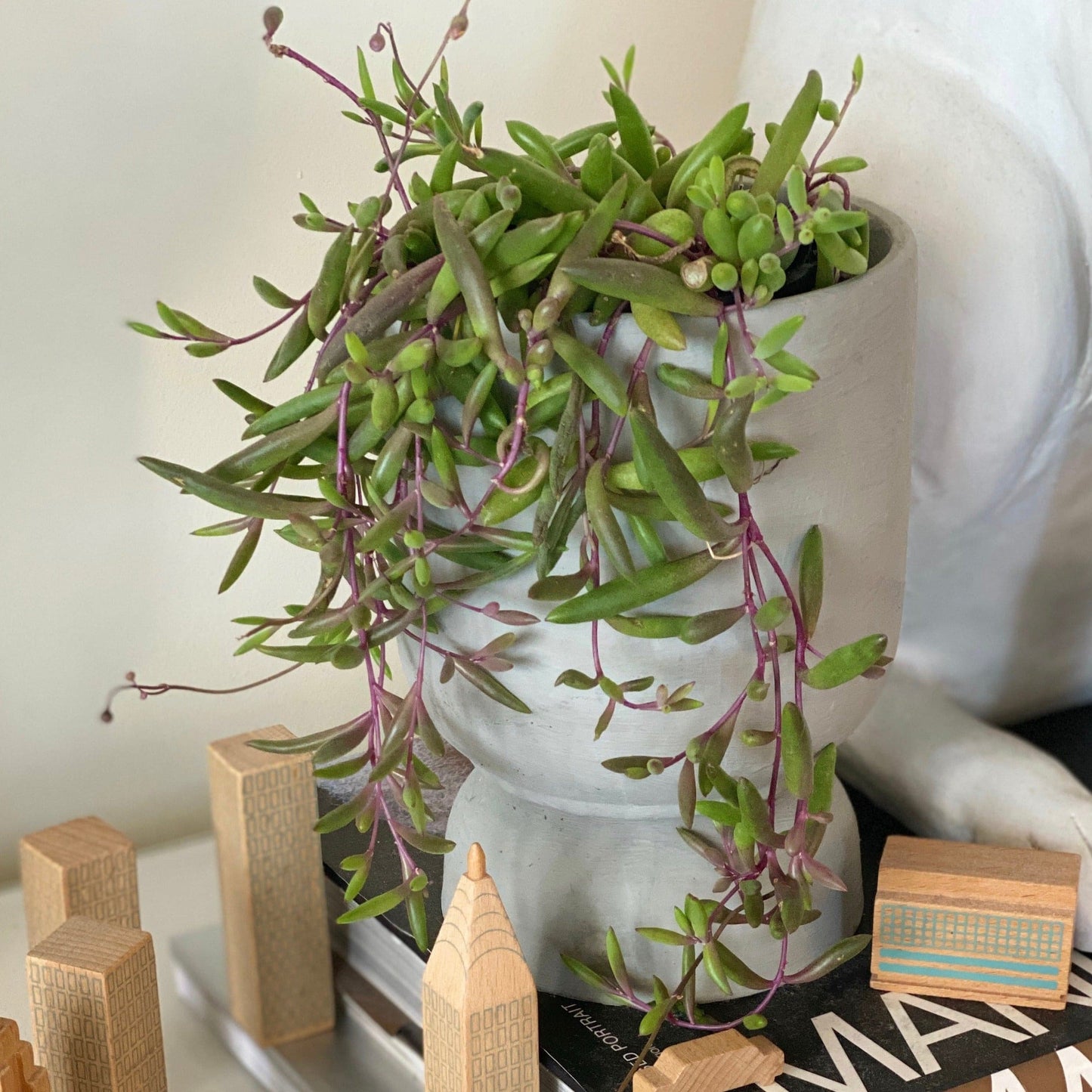 othonna capensis - ruby necklace - Always Greener