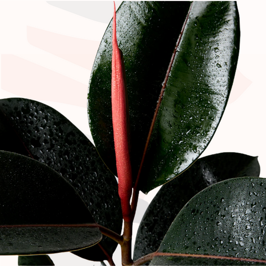 Ficus elastica - Burgundy (Rubber Tree)
