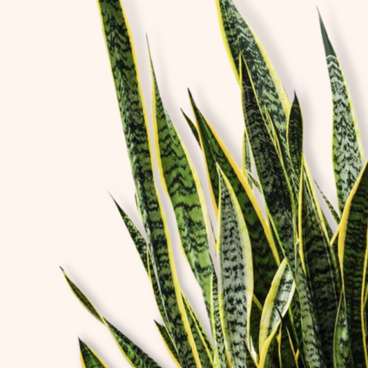 Sansevieria trifasciata - Mother-in-law's tongue (Laurentii) - Le Botanist