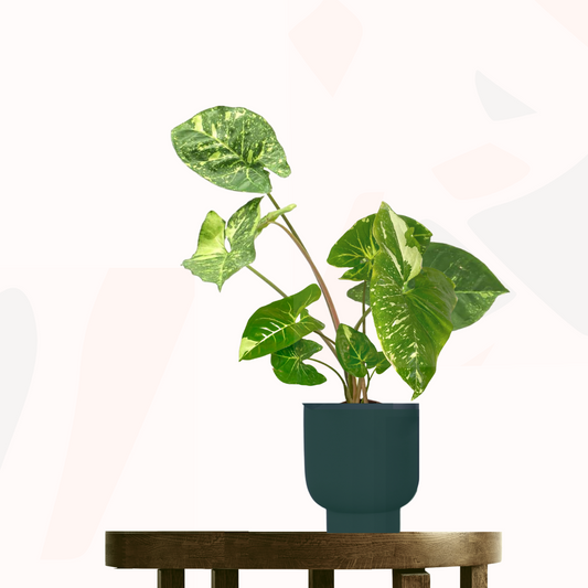 Syngonium podophylium - Panda.