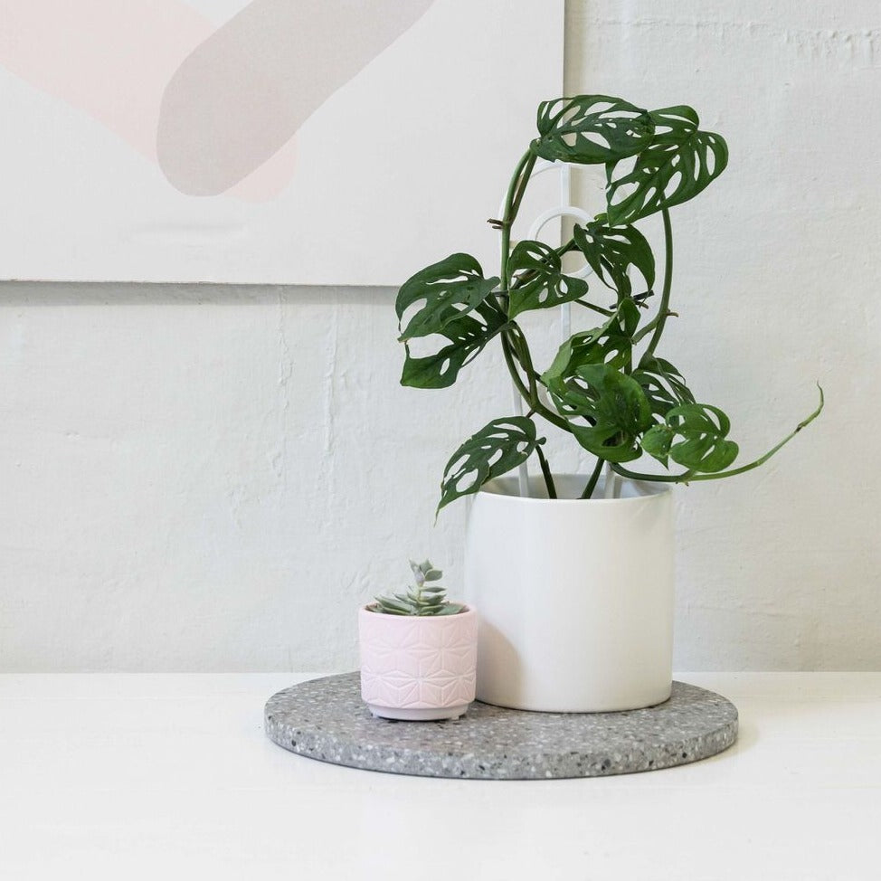 Monstera adansonii - Swiss Cheese Plant - Le Botanist