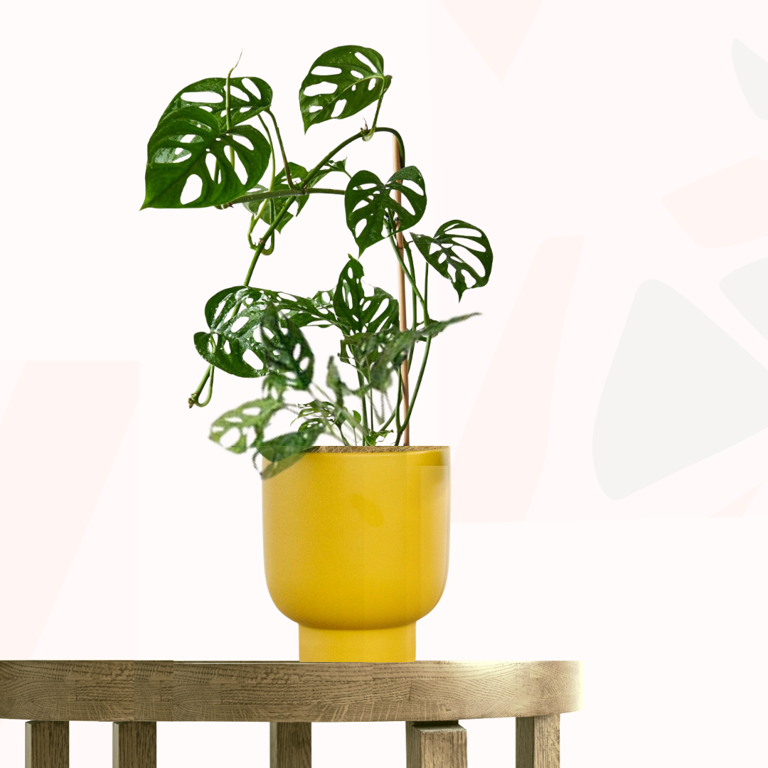 Monstera adansonii - Swiss Cheese Plant.