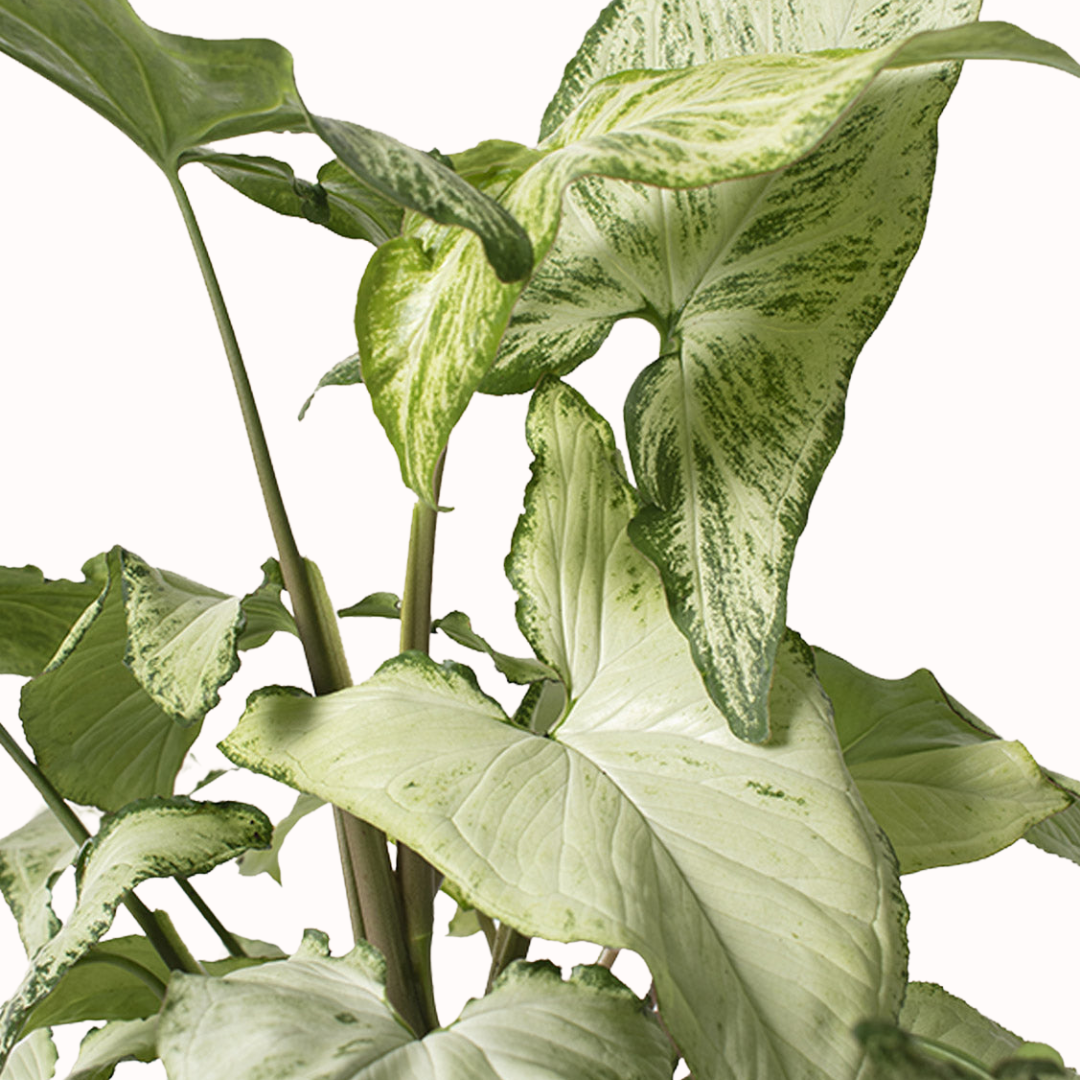 Syngonium podophyllum - White Butterfly