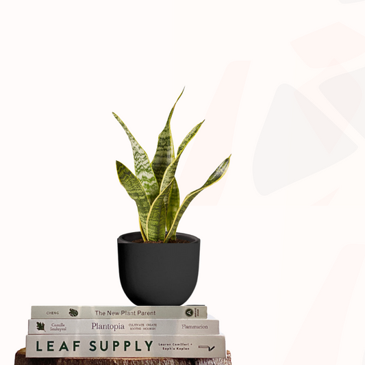 Sansevieria trifasciata 'Futura Superba' - Mother-in-law's tongue